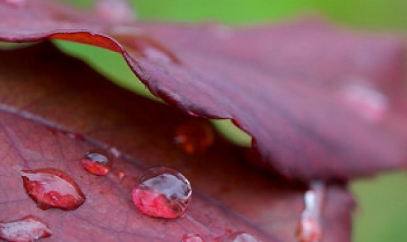 Raindrops on the red leaves...