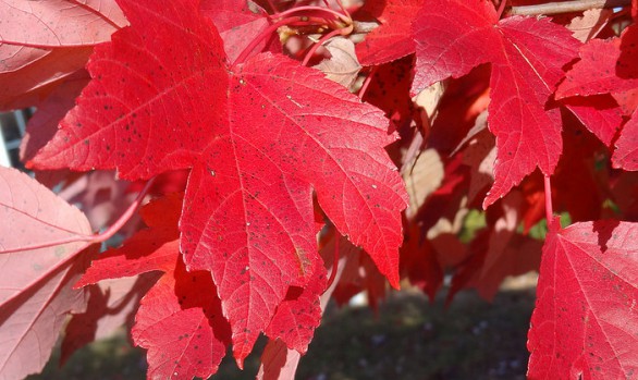 Red Leaves