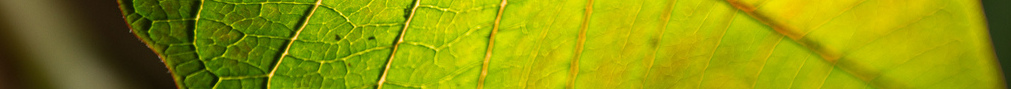 LeafSeparator2crop