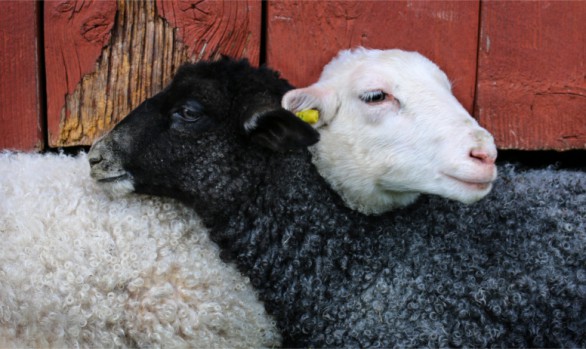 Lamb Friends